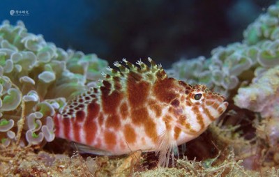 Cirrhitichthys Aprinus