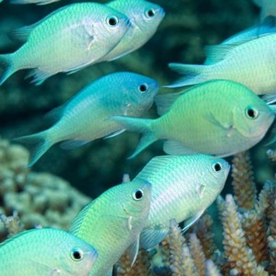 Chromis Viridis