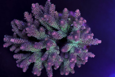 RAINBOW MILLEPORA