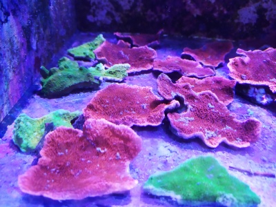 Montipora spp. Green / Red