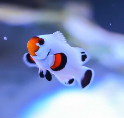 Amphiprion Percula Platinum - Cativeiro