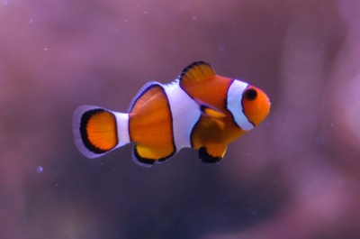 Amphiprion Ocellaris - Cativeiro