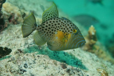 Balistes Punctatus - Golden Heart Trigger