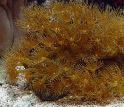 Parazoanthus Gracilis