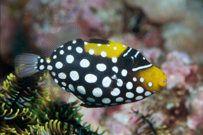 Balistoides Conspicillum - Clown Trigger