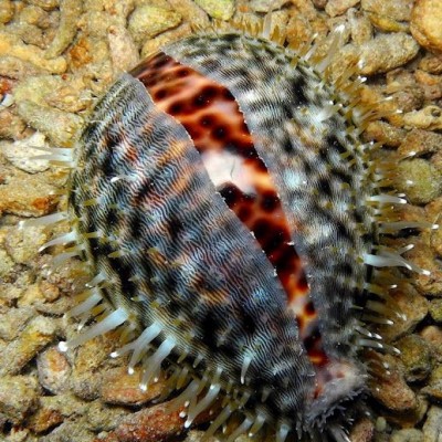 Cypraea Tigris
