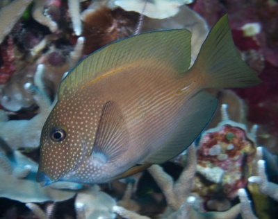 Ctenochaetus Striatus