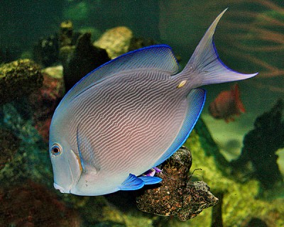 Acanthurus Coeruleus