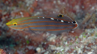 Amblygobius Rainfordi