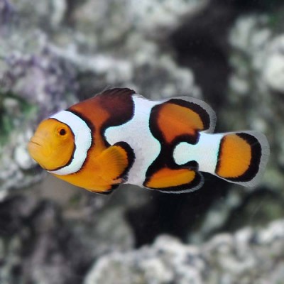 Amphiprion Percula - Picasso - Cativeiro