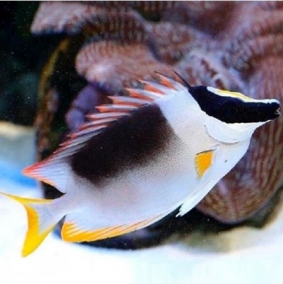 Siganus Magnificus - Fox Face - Red