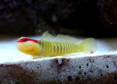 Elacatinus Multifasciatus - Nano Goby