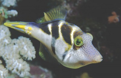 Paraluteres Prionurus