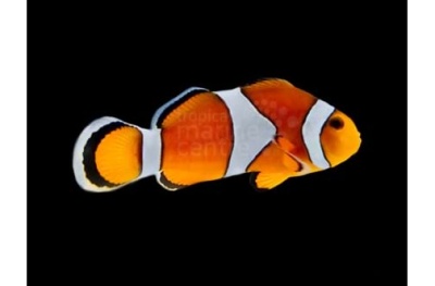 Ocellaris Tangerine