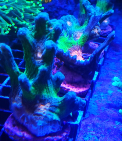 Pectinia spp - Lettuce Coral