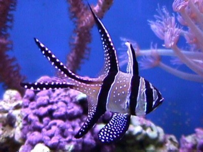 Pteroapogon Kauderni