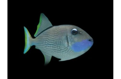 Blue Throat Trigger -  Xanthichthys Auromarginatus.