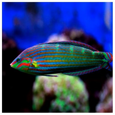 Halichoeres Melanurus