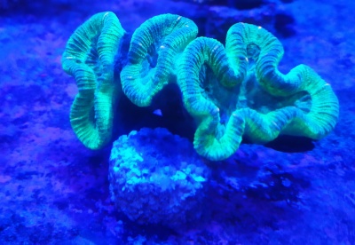 Trachyphyllia Hard Green