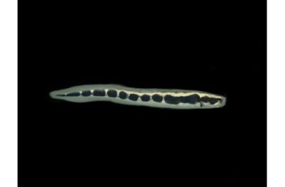 Engineer Goby / Arrow Goby