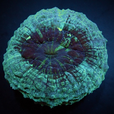 Acanthophyllia - Green