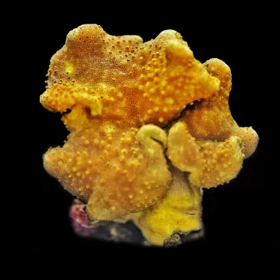 Coral ou esponja marinha amarela granulada sobre fundo preto