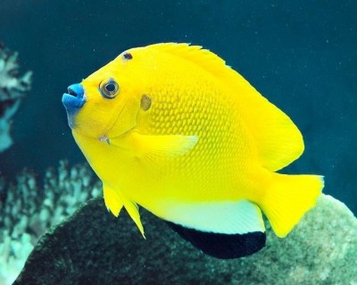 Apolemicthys Trimaculatus