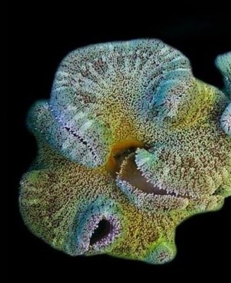 Stichodactyla Haddoni