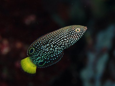 Wrasses