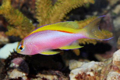 Pseudanthias Ventralis