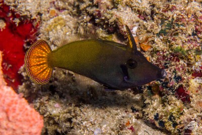 Pervagor Janthinosoma