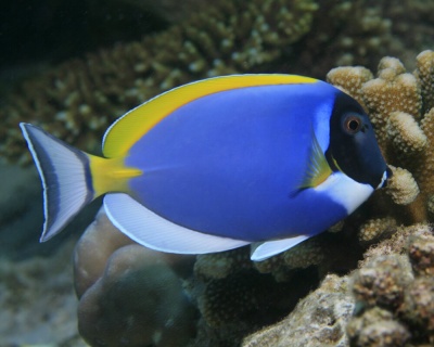 Acanthurus Leucosternon