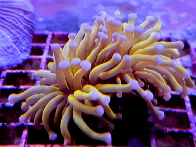 Euphyllia Glabrescens - Golden