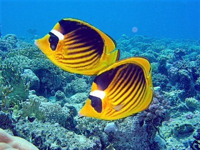 Chaetodon Fasciatus