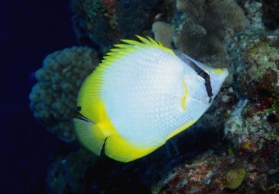 Chaetodon Ocellatus