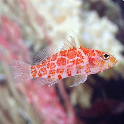 Plectranthias Inermis