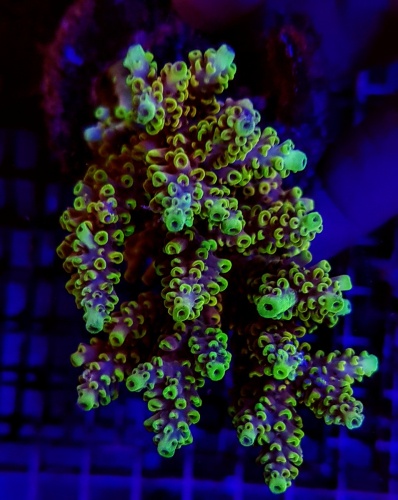 Acropora Cytherea