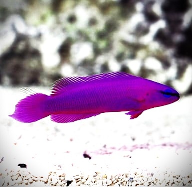  Pseudochromis Fridmani