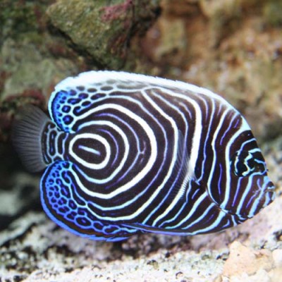 Pomacanthus Imperator J