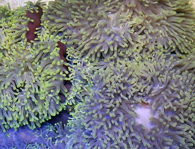 Heteractis magnifica - Ritteri Anemone - Coloured