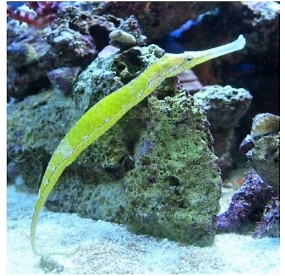 Syngnathoides Biaculeatus