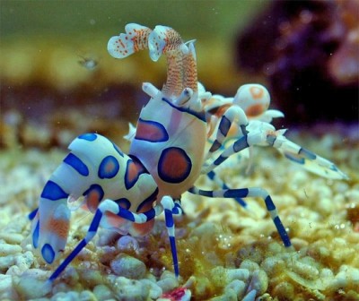 Caranguejo decorativo colorido em cascalho num ambiente aquático