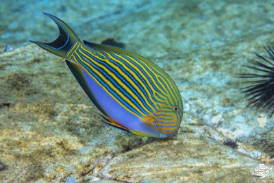 Acanthurus lineatus