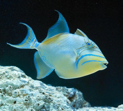 Balistes Vetula - Queen Trigger