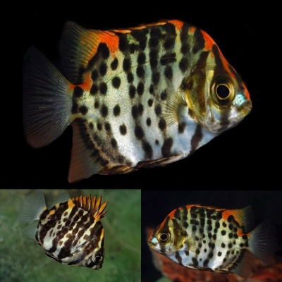 Scatophagus Argus