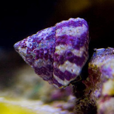 Snail  Banded Trochus