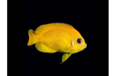 Centropyge flavissima