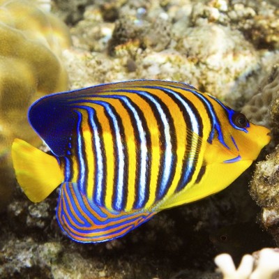 Pygoplites Diacanthus