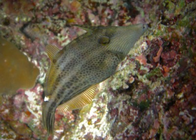 Cantherhinus Pardalis