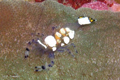 Periclimenes Brevicarpalis